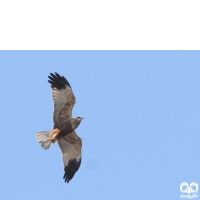 گونه سنقر تالابی Western Marsh Harrier